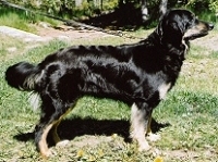 Axilla